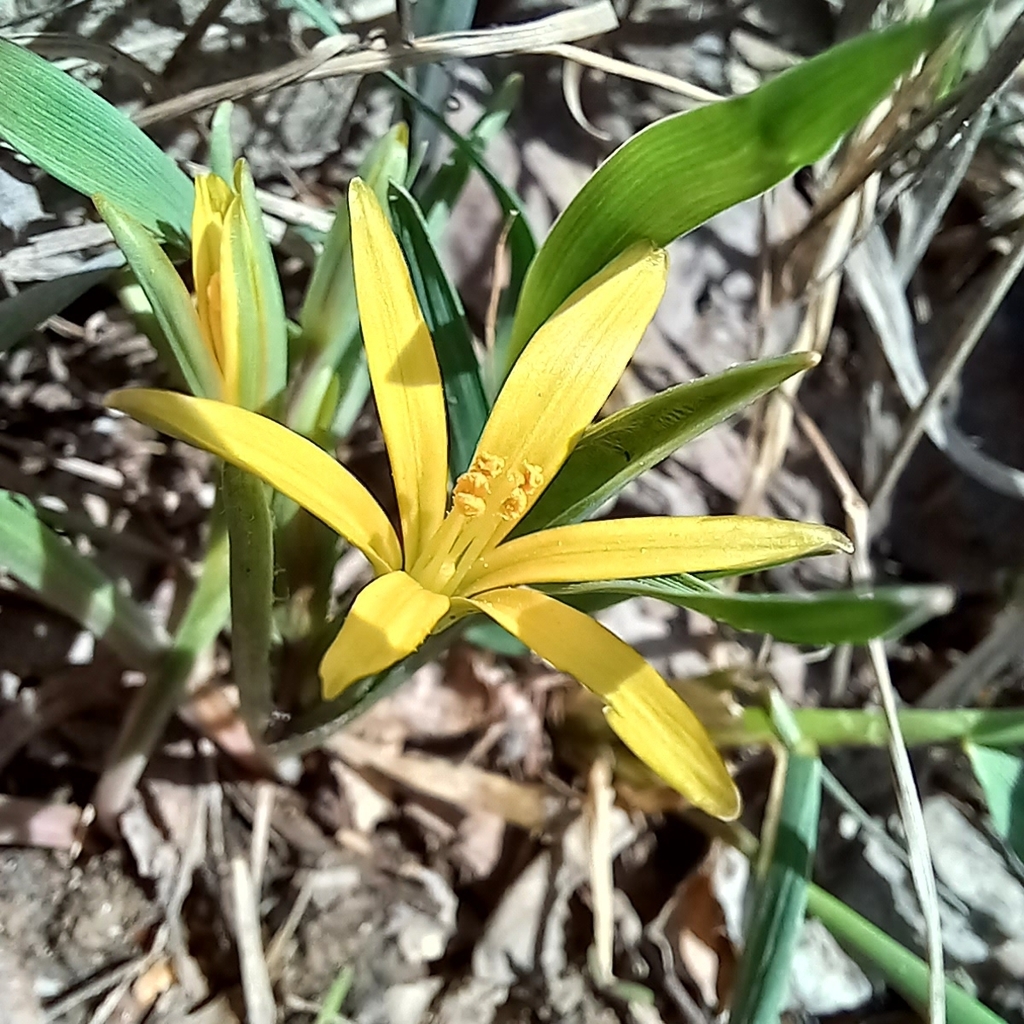 Gagea capusii (Gagea capusii)