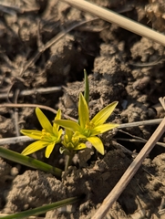 Gagea capusii (Gagea capusii)