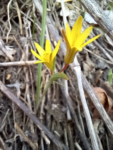 Gagea capusii (Gagea capusii)