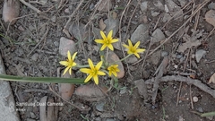 Gagea capusii (Gagea capusii)
