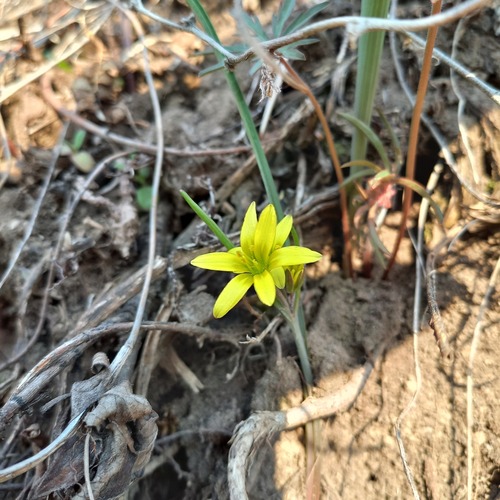 Gagea capusii (Gagea capusii)