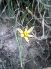 Gagea capusii (Gagea capusii)