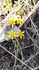 Gagea capusii (Gagea capusii)
