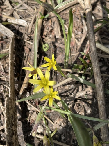 Gagea capusii (Gagea capusii)