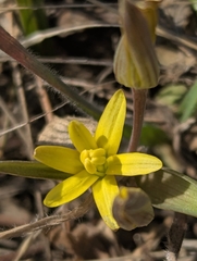 Gagea capusii (Gagea capusii)
