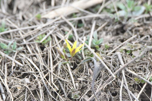 Gagea capusii (Gagea capusii)
