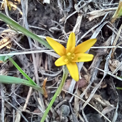 Gagea capusii (Gagea capusii)