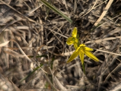 Gagea capusii (Gagea capusii)