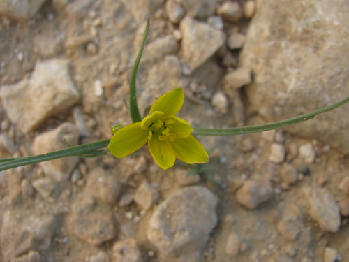 Gagea chlorantha (Gagea chlorantha)