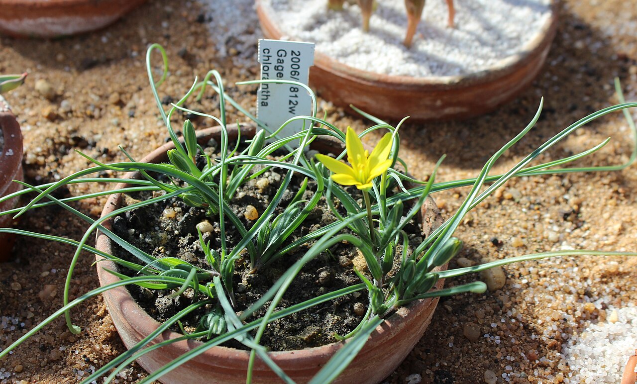 Gagea chlorantha: Gagea chlorantha Botanischer Garten München-Nymphenburg
