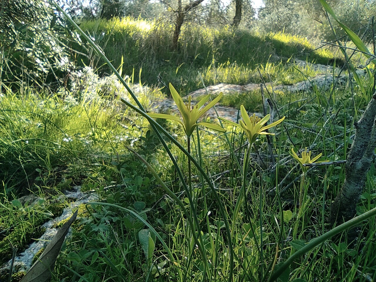 Gagea chlorantha: Gagea chlorantha