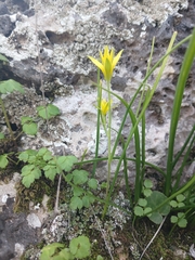 Gagea chlorantha (Gagea chlorantha)