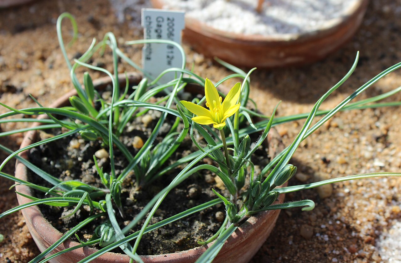 Gagea chlorantha: Gagea chlorantha Botanischer Garten München-Nymphenburg