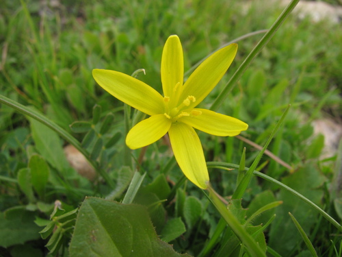 Gagea chlorantha (Gagea chlorantha)