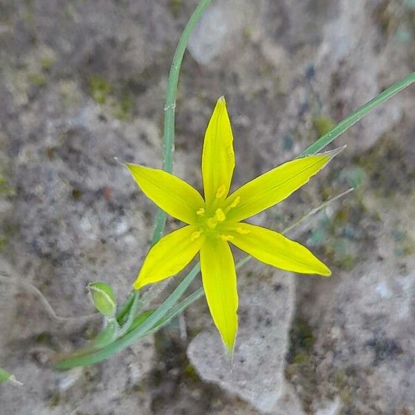 Gagea chlorantha (Gagea chlorantha)