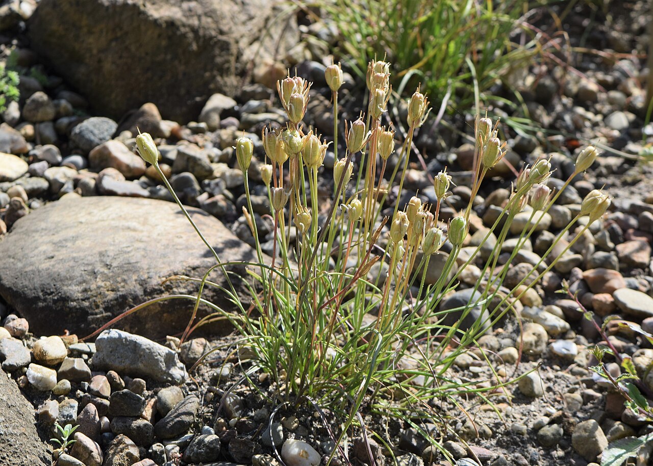 Gagea chlorantha: Gagea chlorantha in the Botanischer Garten, Berlin-Dahlem