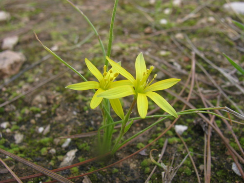 Gagea chlorantha (Gagea chlorantha)