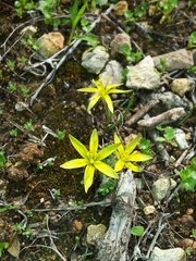 Gagea chlorantha (Gagea chlorantha)