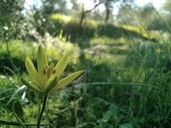 Gagea chlorantha (Gagea chlorantha)