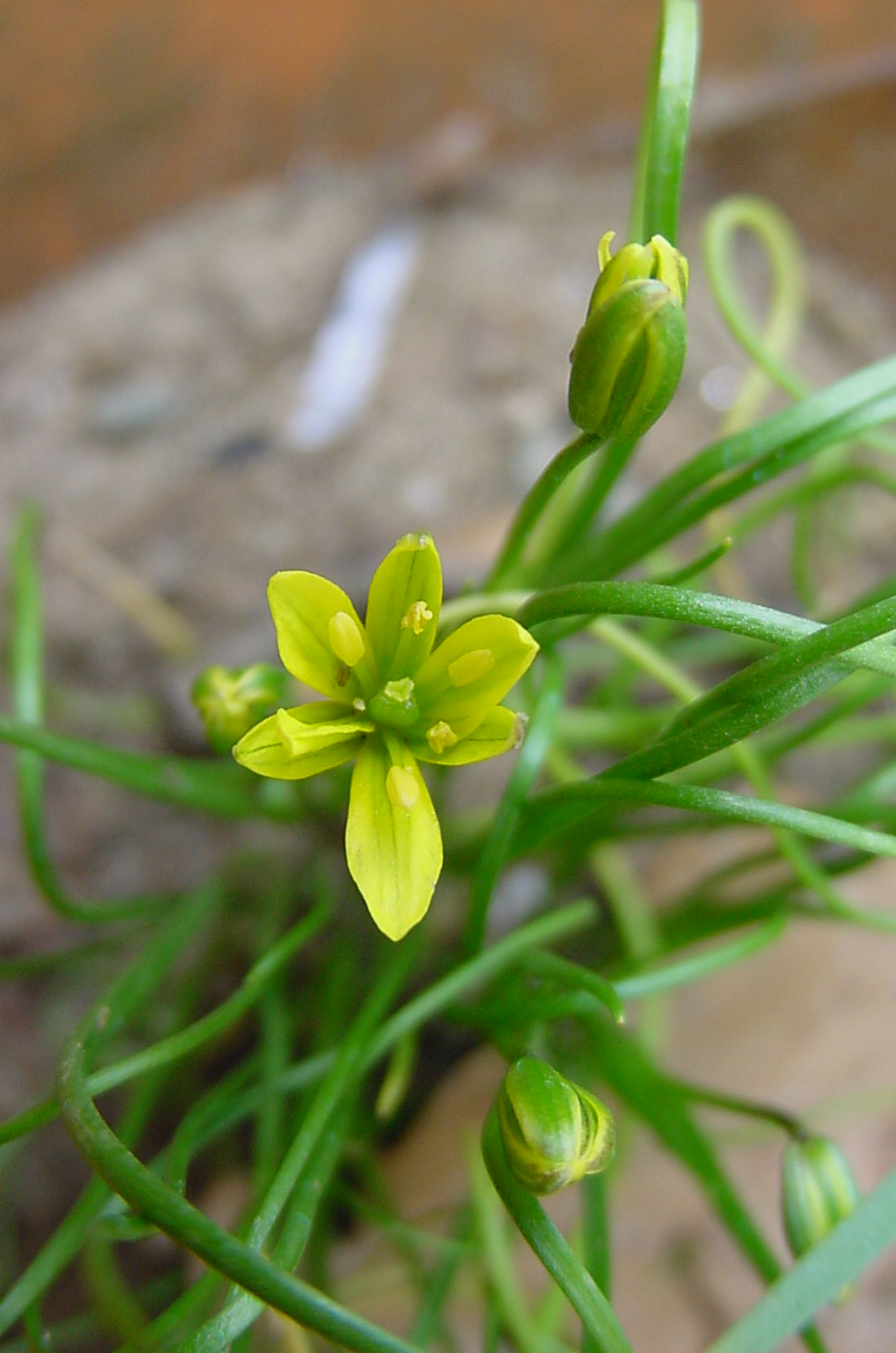 Golden gagea: Gagea chrysantha