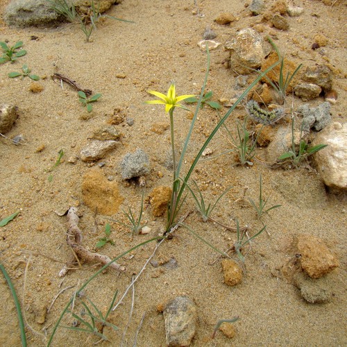 Gagea divaricata (Gagea divaricata)