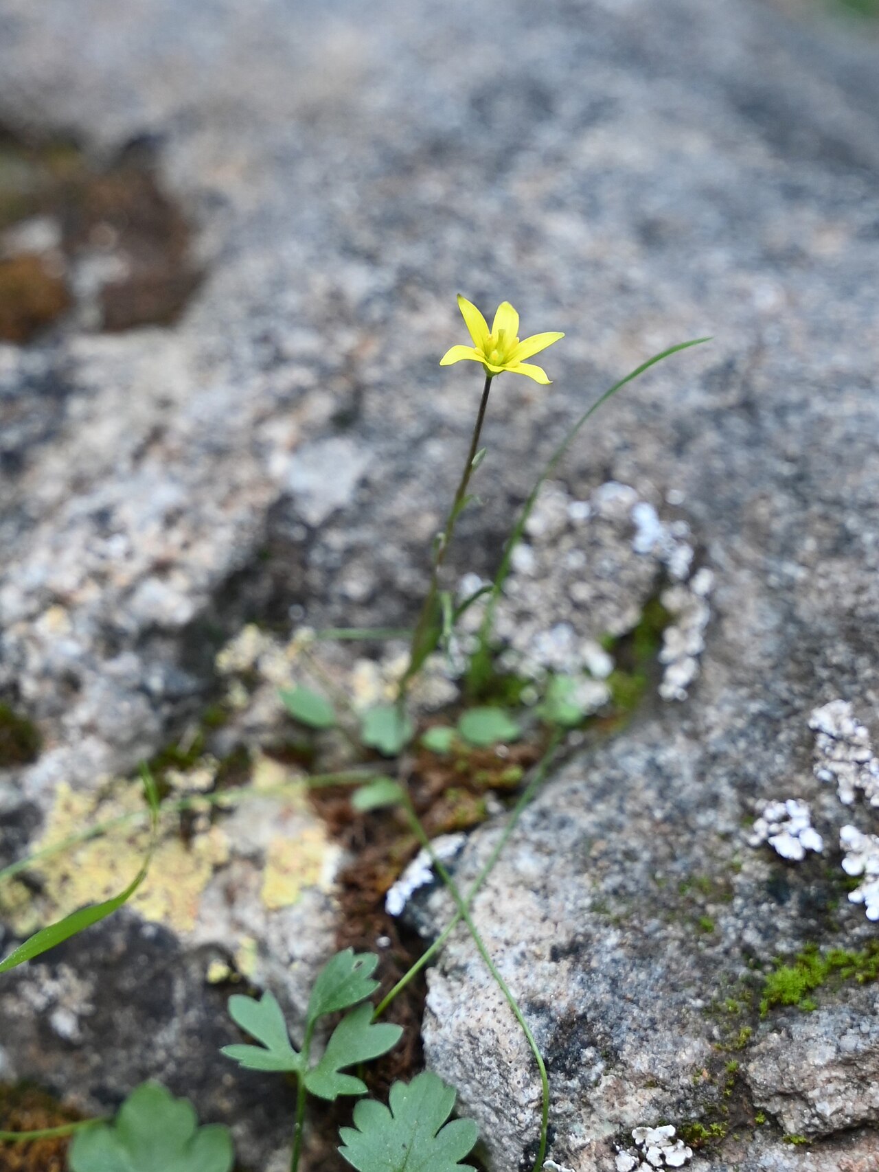 Gagea durieui: Gagea durieui W from Ojen, Andalusia