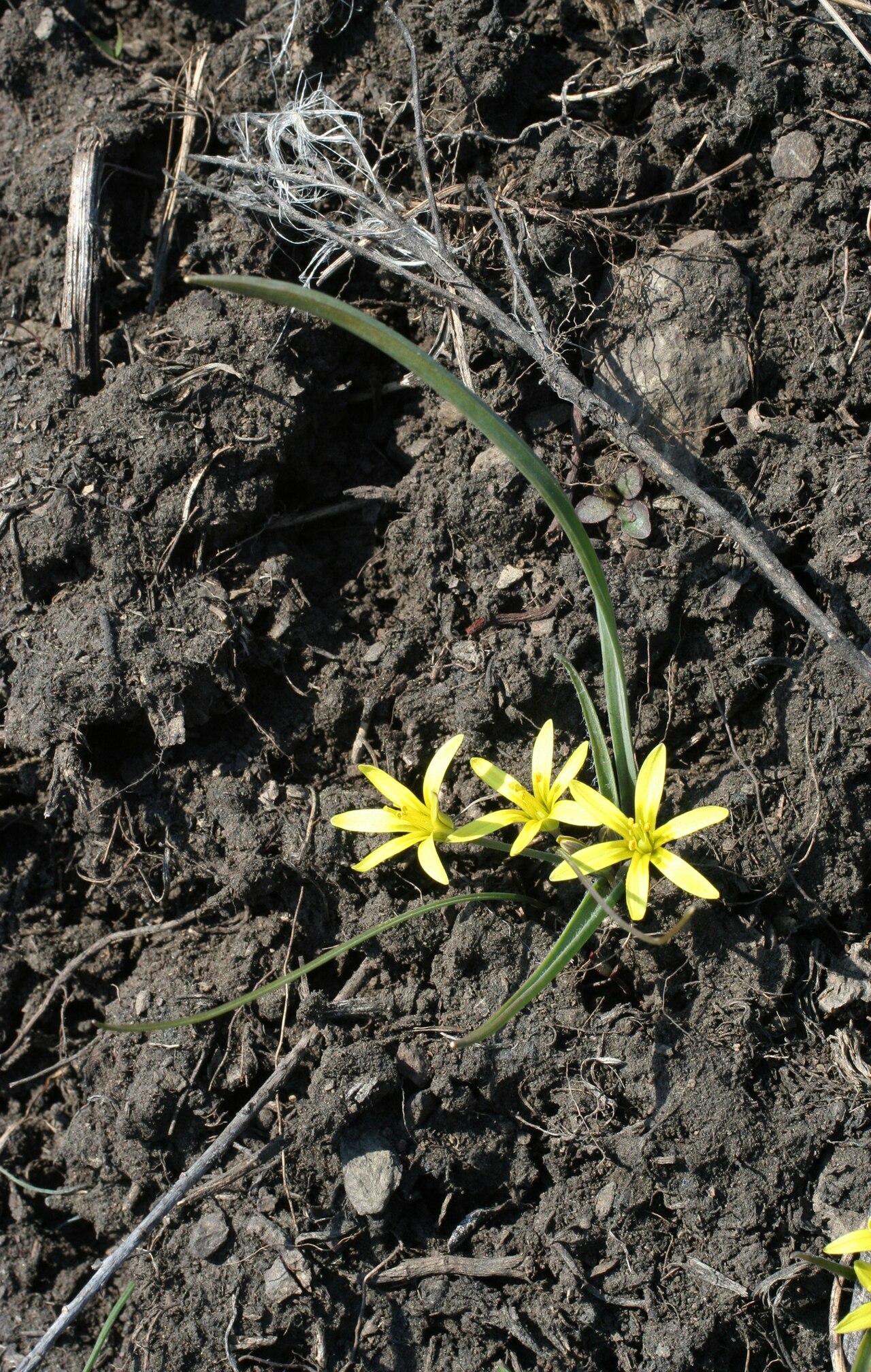 Gagea fedtschenkoana: Gagea fedtschenkoana