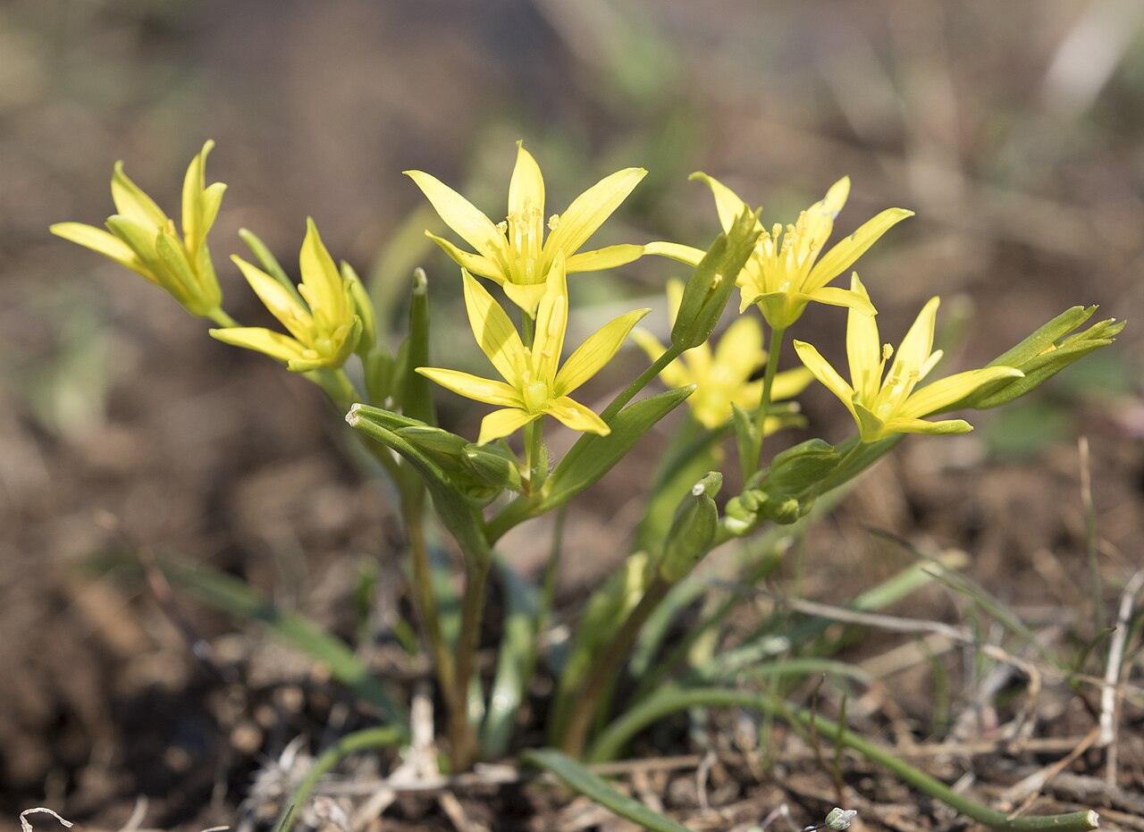 Gagea fibrosa: Gagea fibrosa in Durmuşlar, Nurdağı - Gaziantep, Turkey.