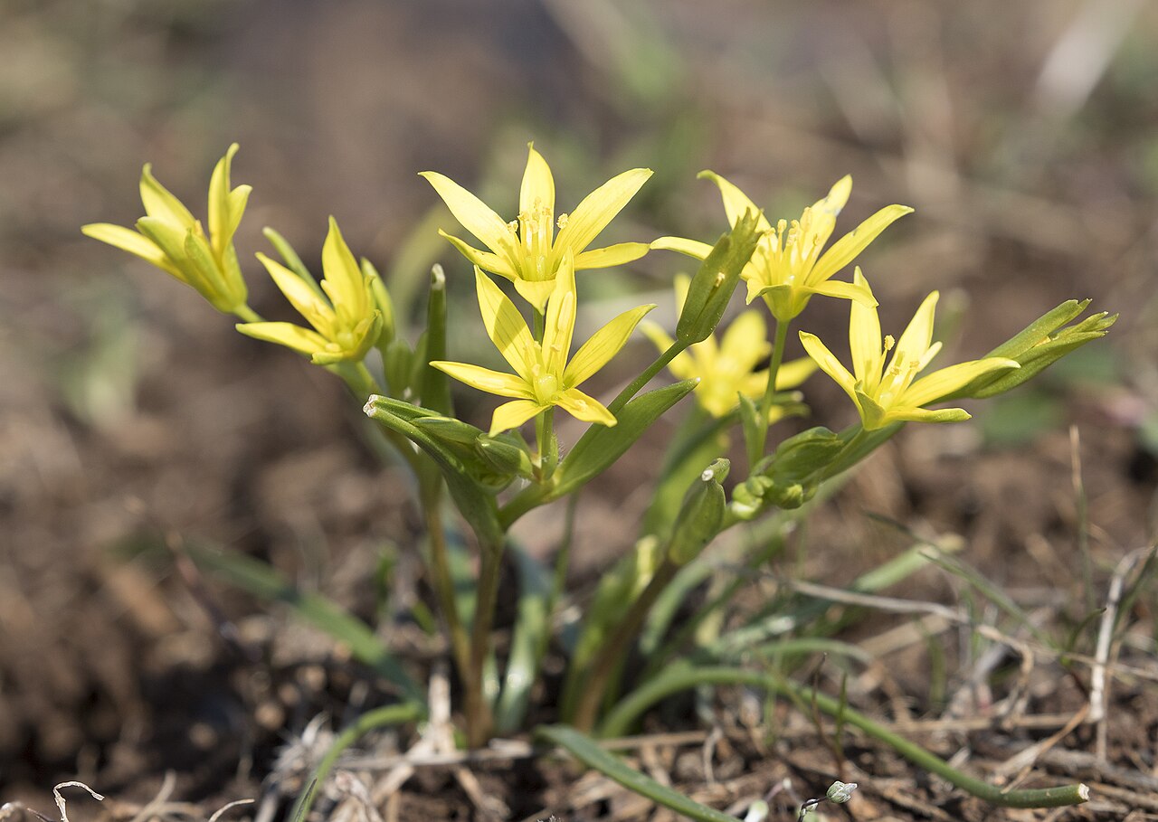Gagea fibrosa: Gagea fibrosa in Durmuşlar, Nurdağı - Gaziantep, Turkey.
