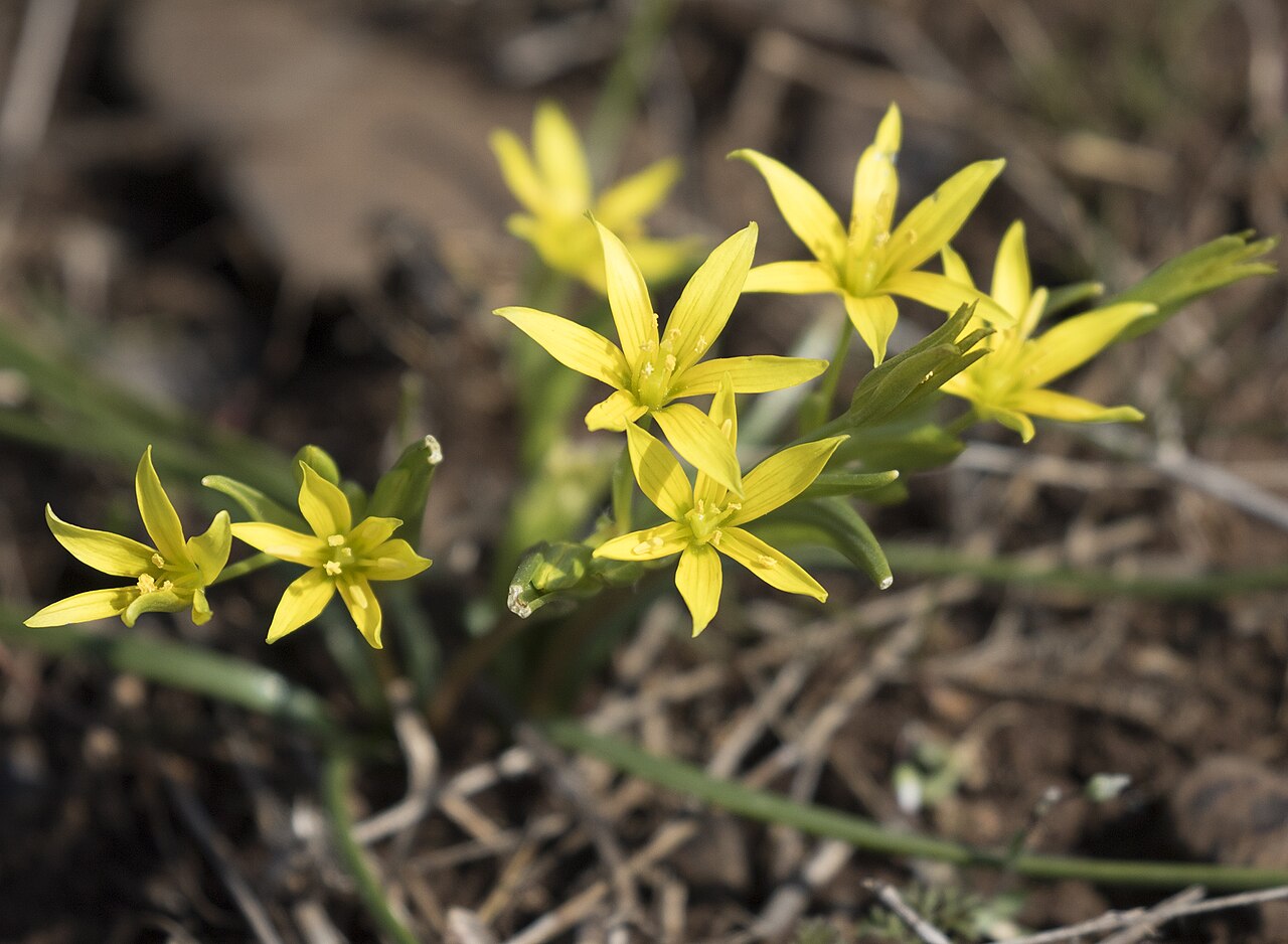 Gagea fibrosa: Gagea fibrosa in Durmuşlar, Nurdağı - Gaziantep, Turkey.