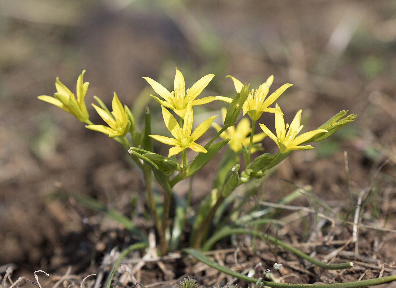 Gagea fibrosa: Gagea fibrosa in Durmuşlar, Nurdağı - Gaziantep, Turkey.