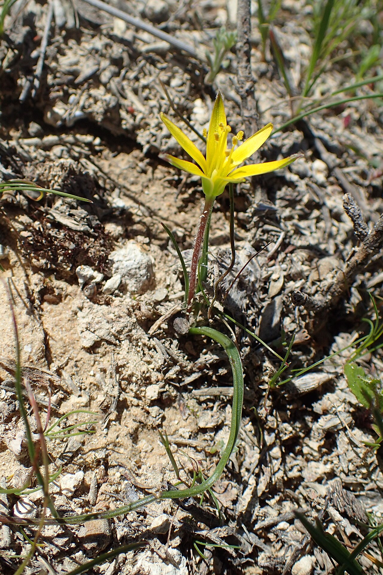 Gagea fibrosa: Gagea fibrosa in Agios, Cyprus
