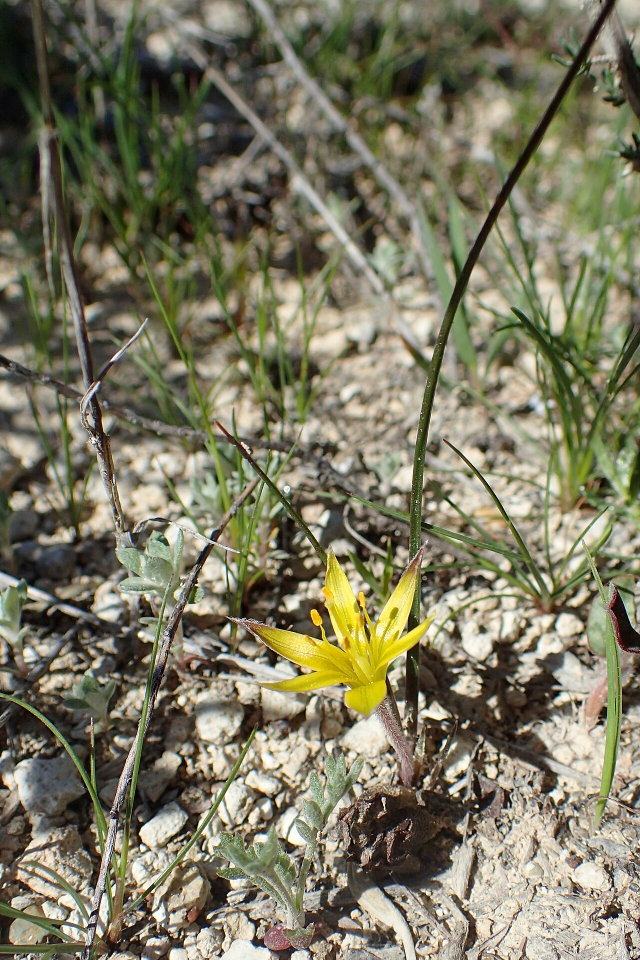 Gagea fibrosa: Gagea fibrosa in Agios, Cyprus