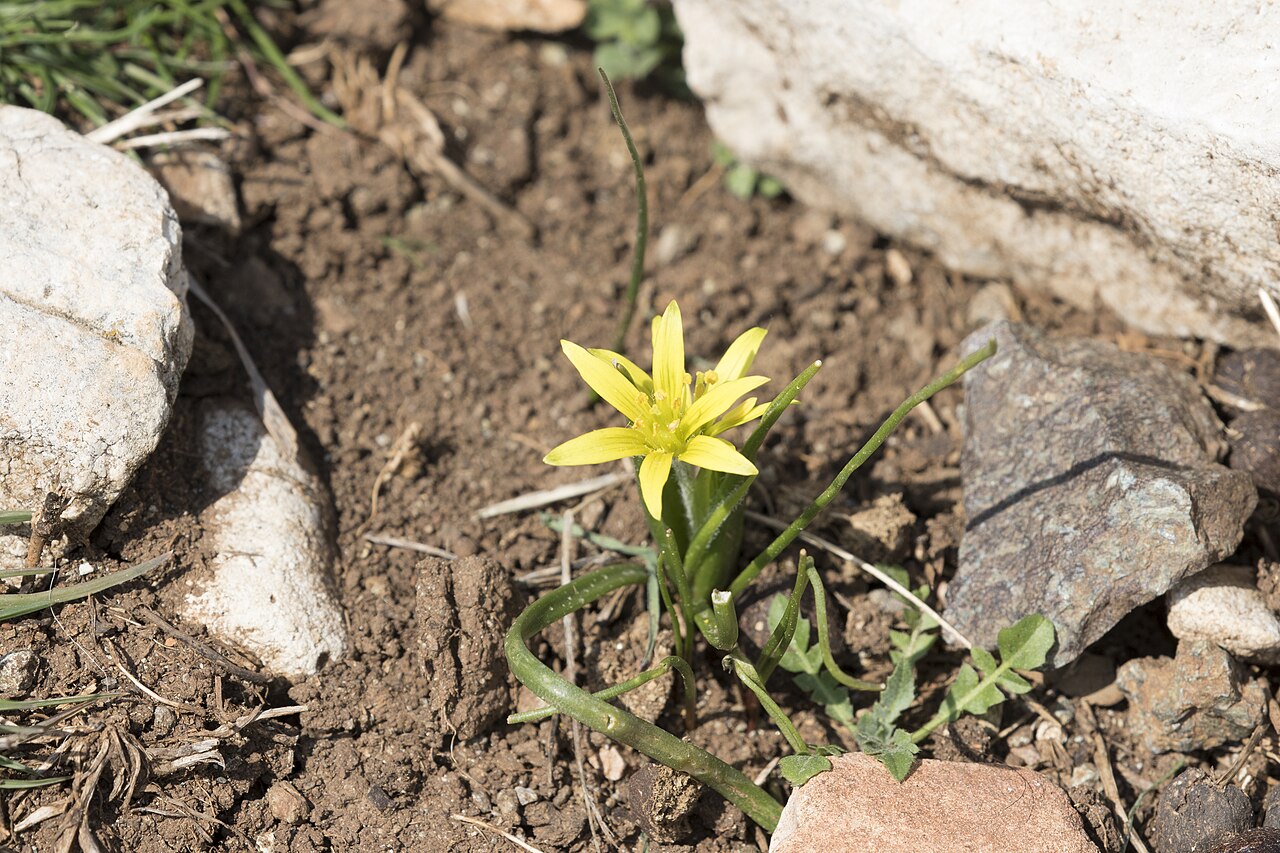 Gagea fibrosa: Gagea sp. in Durmuşlar, Nurdağı - Gaziantep, Turkey.
