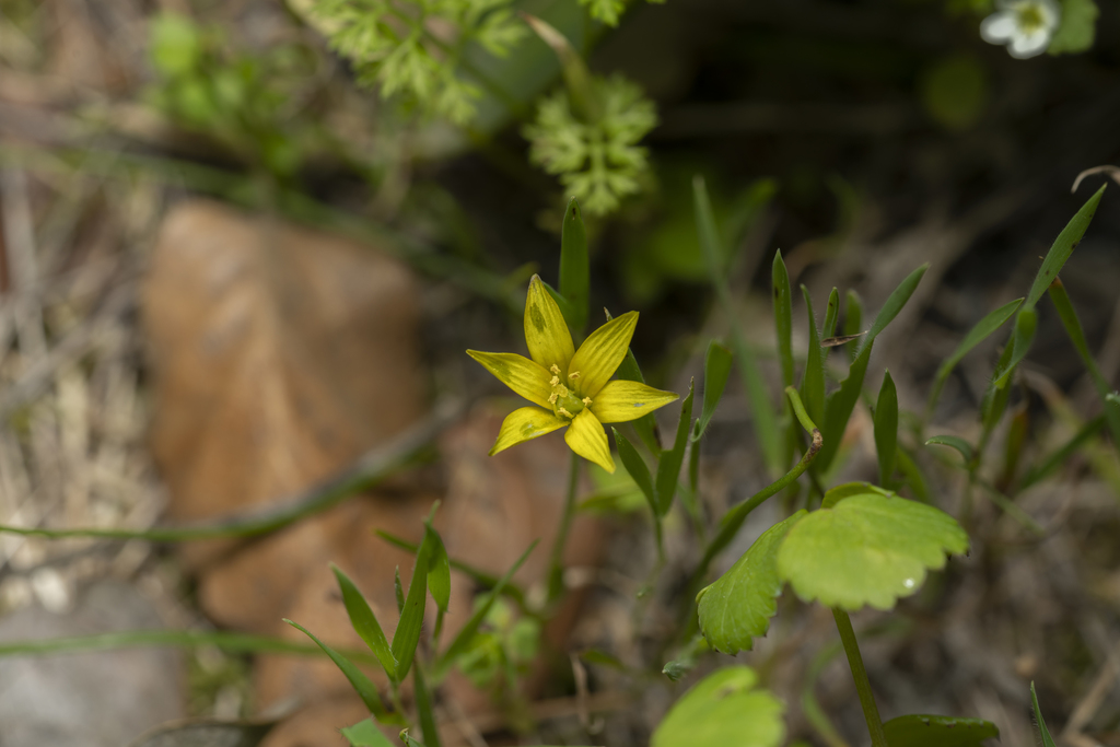 Gagea fibrosa (Gagea fibrosa)