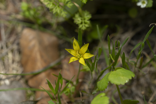 Gagea fibrosa (Gagea fibrosa)