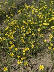Gagea filiformis (Gagea filiformis)