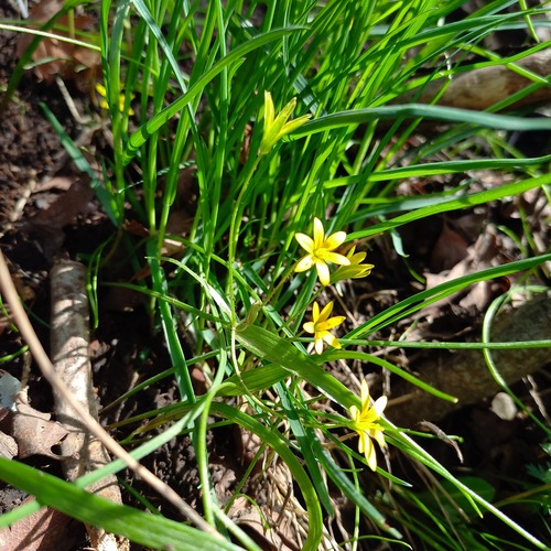 Gagea filiformis (Gagea filiformis)