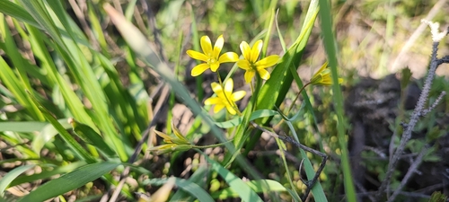 Gagea filiformis (Gagea filiformis)