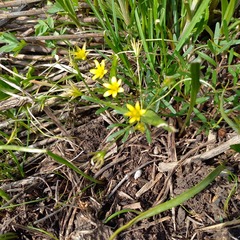 Gagea filiformis (Gagea filiformis)