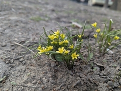 Gagea filiformis (Gagea filiformis)