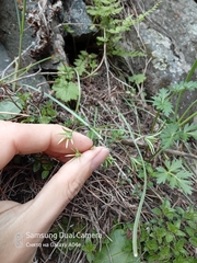 Gagea filiformis (Gagea filiformis)