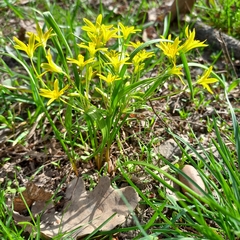 Gagea filiformis (Gagea filiformis)