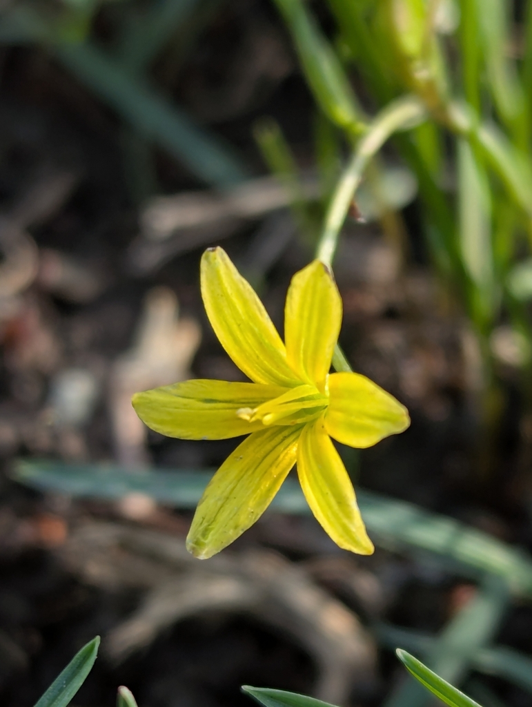 Gagea filiformis (Gagea filiformis)