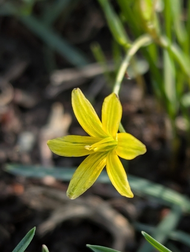 Gagea filiformis (Gagea filiformis)