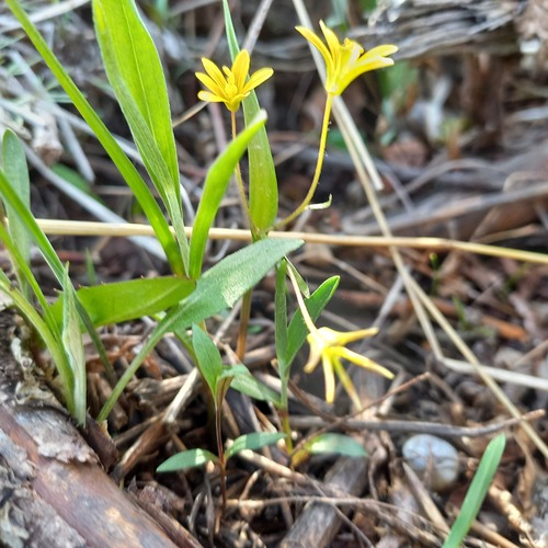 Gagea filiformis (Gagea filiformis)