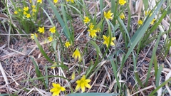 Gagea filiformis (Gagea filiformis)