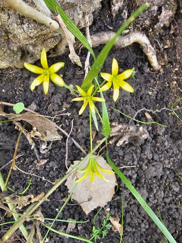 Gagea filiformis (Gagea filiformis)