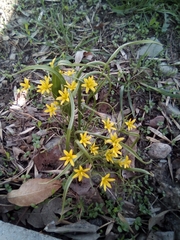 Gagea filiformis (Gagea filiformis)