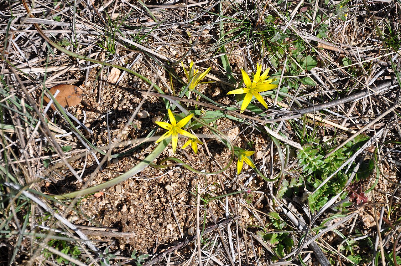 Leafy gagea: Estrella amarilla (Gagea foliosa). Guareña, Av, España